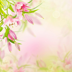粉红色的百合花背景