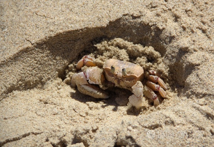海螃蟹在沙子里