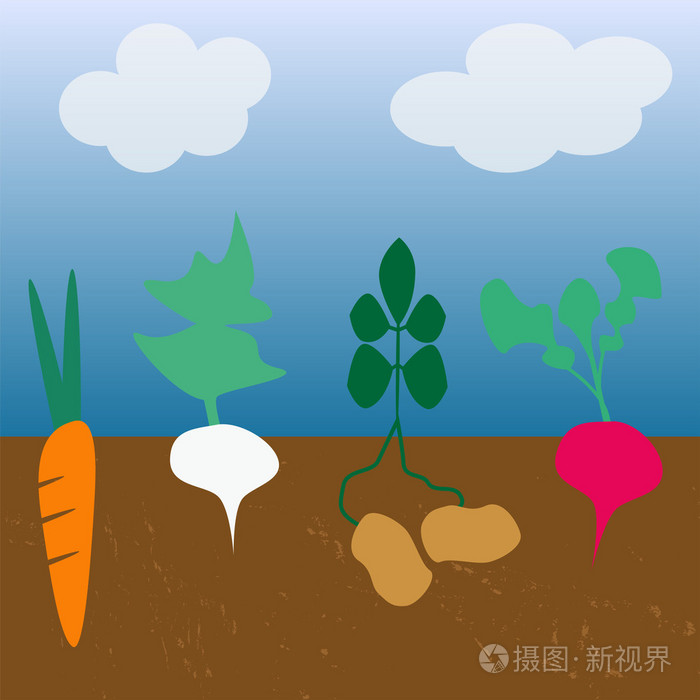 在土壤有机食品种植的蔬菜