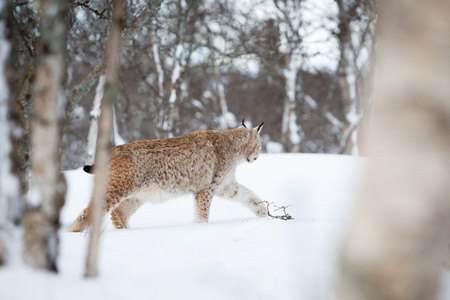 猞猁偷偷在雪中