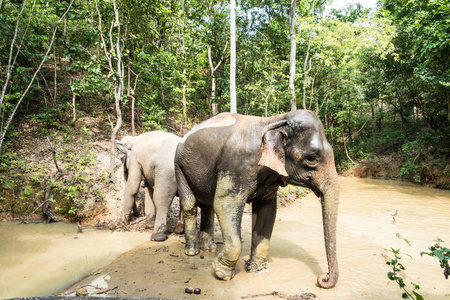 亚洲大象在泰国的热带森林