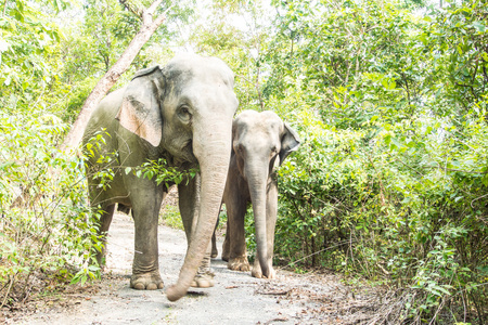 亚洲大象在泰国的热带森林