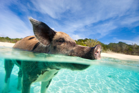 埃克苏马岛上游泳猪
