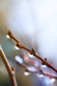 艺术美丽春天树枝带雨点