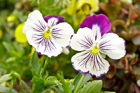 白色和紫色的花