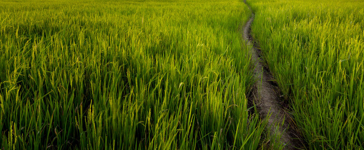 稻田与污垢通路在马来西亚沙巴，婆罗洲，