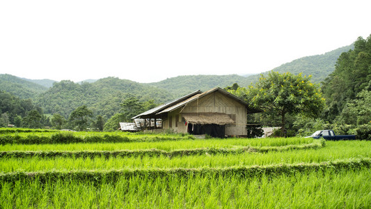 在清迈，泰国稻田