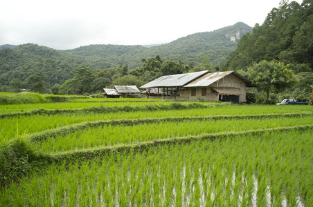 在清迈，泰国稻田