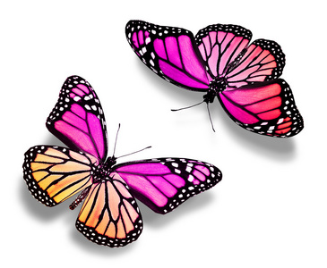两只颜色的蝴蝶