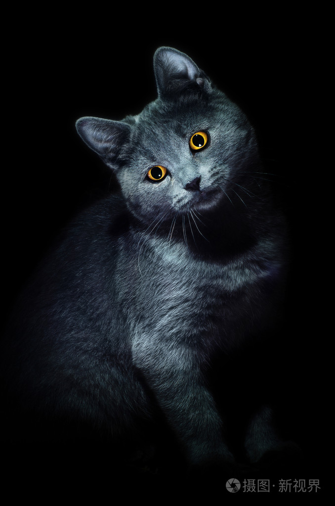 黑色背景上的猫