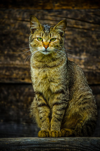 野生猫图片