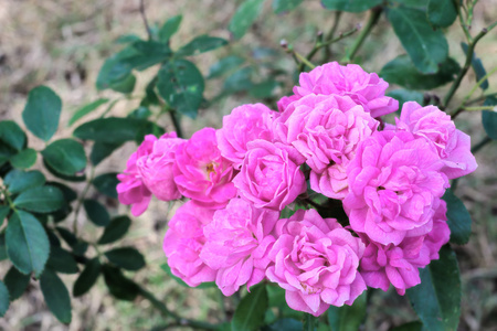 月季花串，粉红色颜色