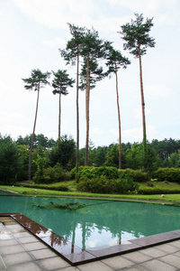 游泳池和树