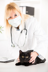 兽医检查只家猫