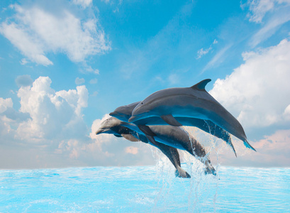 集团的跳跃的海豚