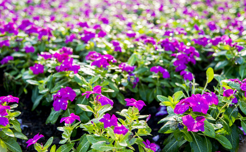 紫黄蝉花在 garden2