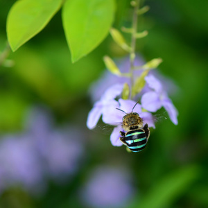 蜂蜜蜂