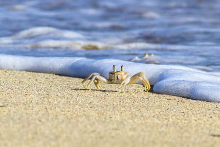 螃蟹的沙滩上