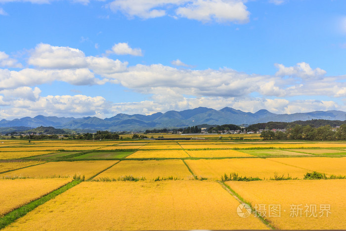 稻田