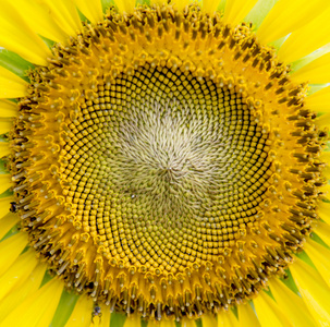 种子和 sunflower3