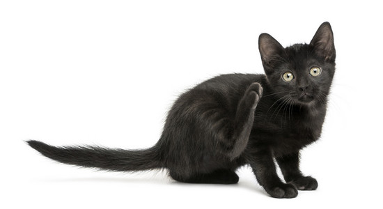 黑色小猫咪，刮伤，看着相机，2 个月大，是