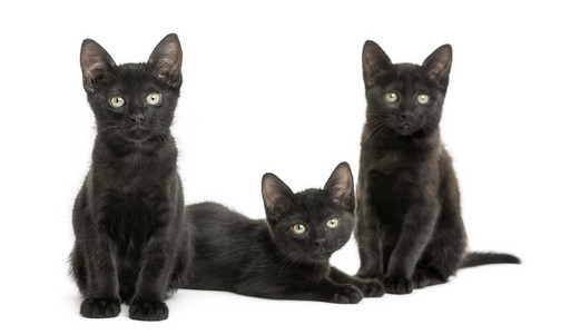 三只黑色的小猫着相机的镜头，2 个月大，隔离