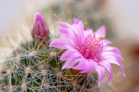 仙人掌花