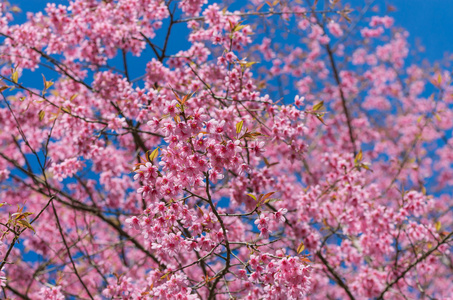 美丽的粉红的樱花在蔚蓝的天空