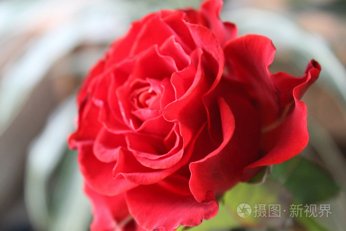 美丽的花一大朵的红玫瑰用其花瓣特写的爱的象征