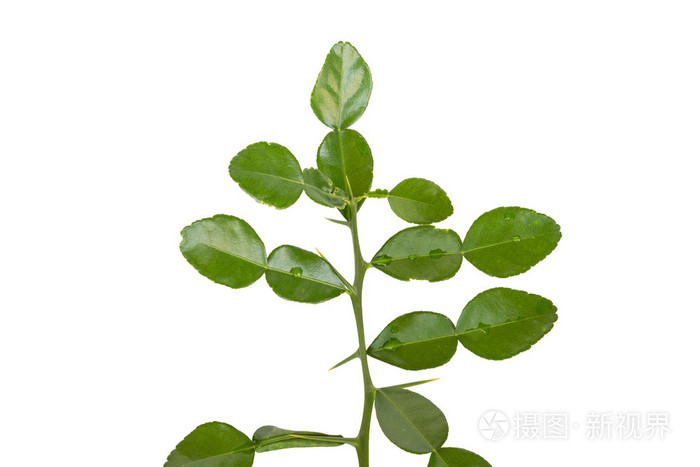 柠檬叶