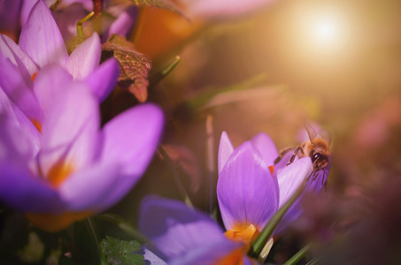 蜜蜂从花番红花收集花蜜图片