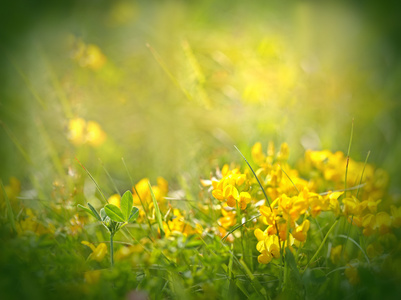 美丽的黄色草地上的花朵