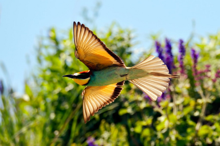 欧洲的食蜂鸟 Merops Apiaster 户外