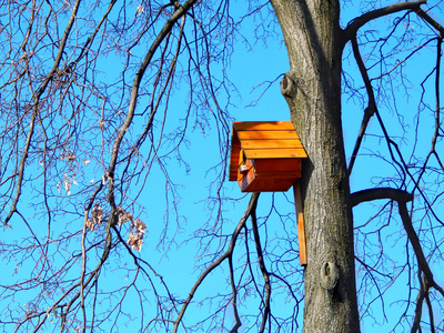 漂亮的木制鸟笼进纸器 嵌套框 挂在一棵树上的鸟儿