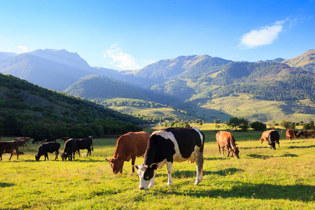 山草地的放牧的奶牛