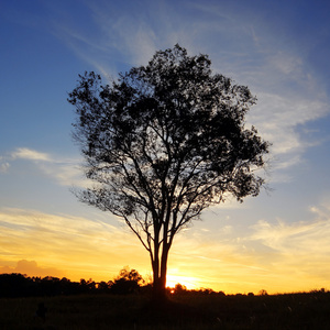 孤独的树，在日落时的剪影
