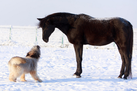 马和狗