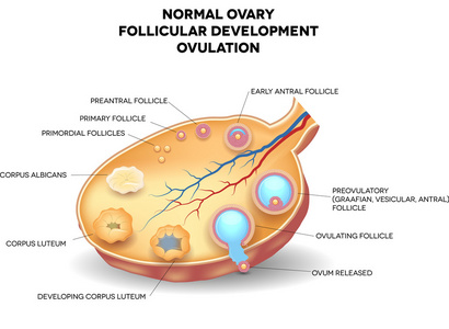正常卵巢 卵泡发育和排卵