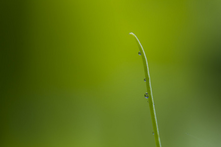 植株具滴露珠