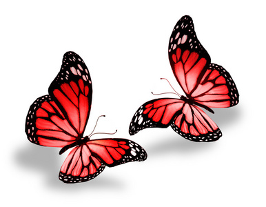 两只红色的蝴蝶