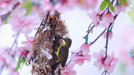 太阳神鸟