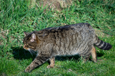 欧洲野猫Felis Silvestris Silvestris