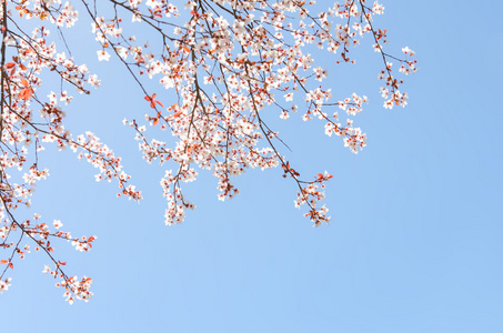 春天盛开的樱花树分支机构