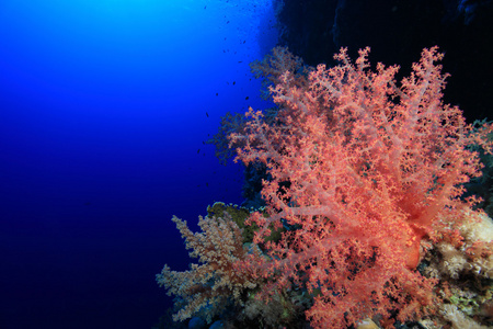 美丽的软珊瑚