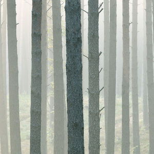 在森林里的坚强美丽雾