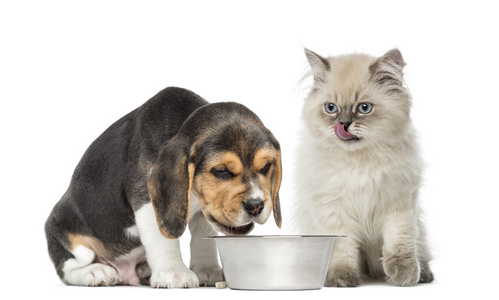 小狗和小猫正坐在一只狗碗图片