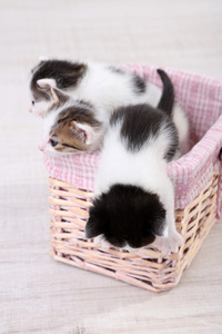 可爱的小小猫在柳条编织的篮子
