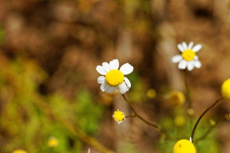 甘菊