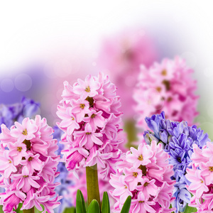粉红色和紫色风信子抽象背景