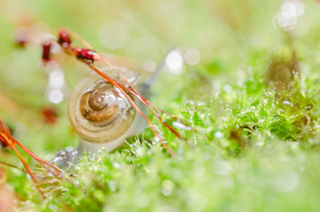 蜗牛和苔藓